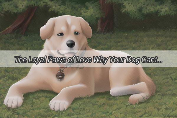 The Loyal Paws of Love Why Your Dog Cant Keep Their Eyes off You on Walks